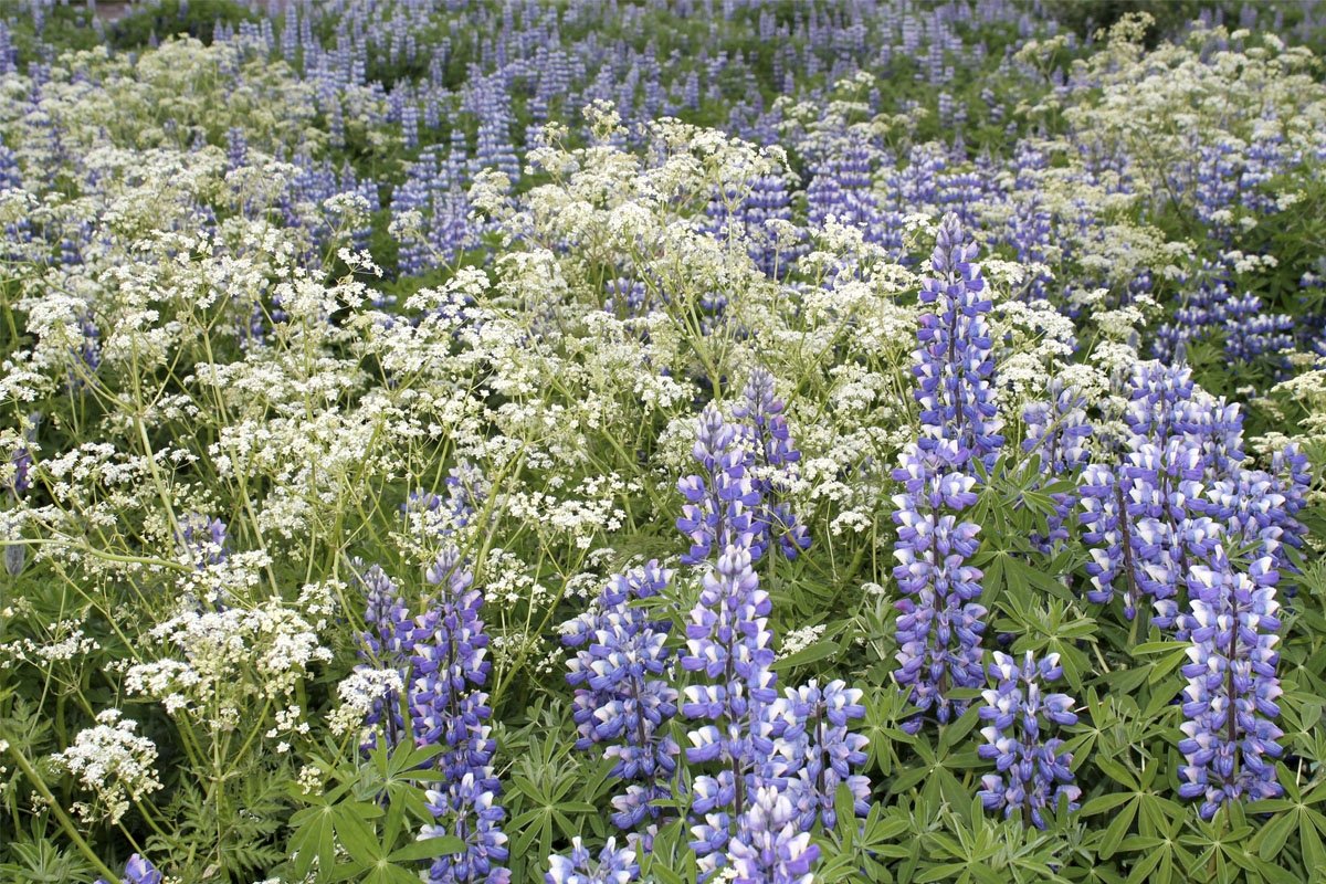 Kortlagning ágengra plöntutegunda í Þingeyjarsveit – Drónaflug  á Laugum 3. júlí.