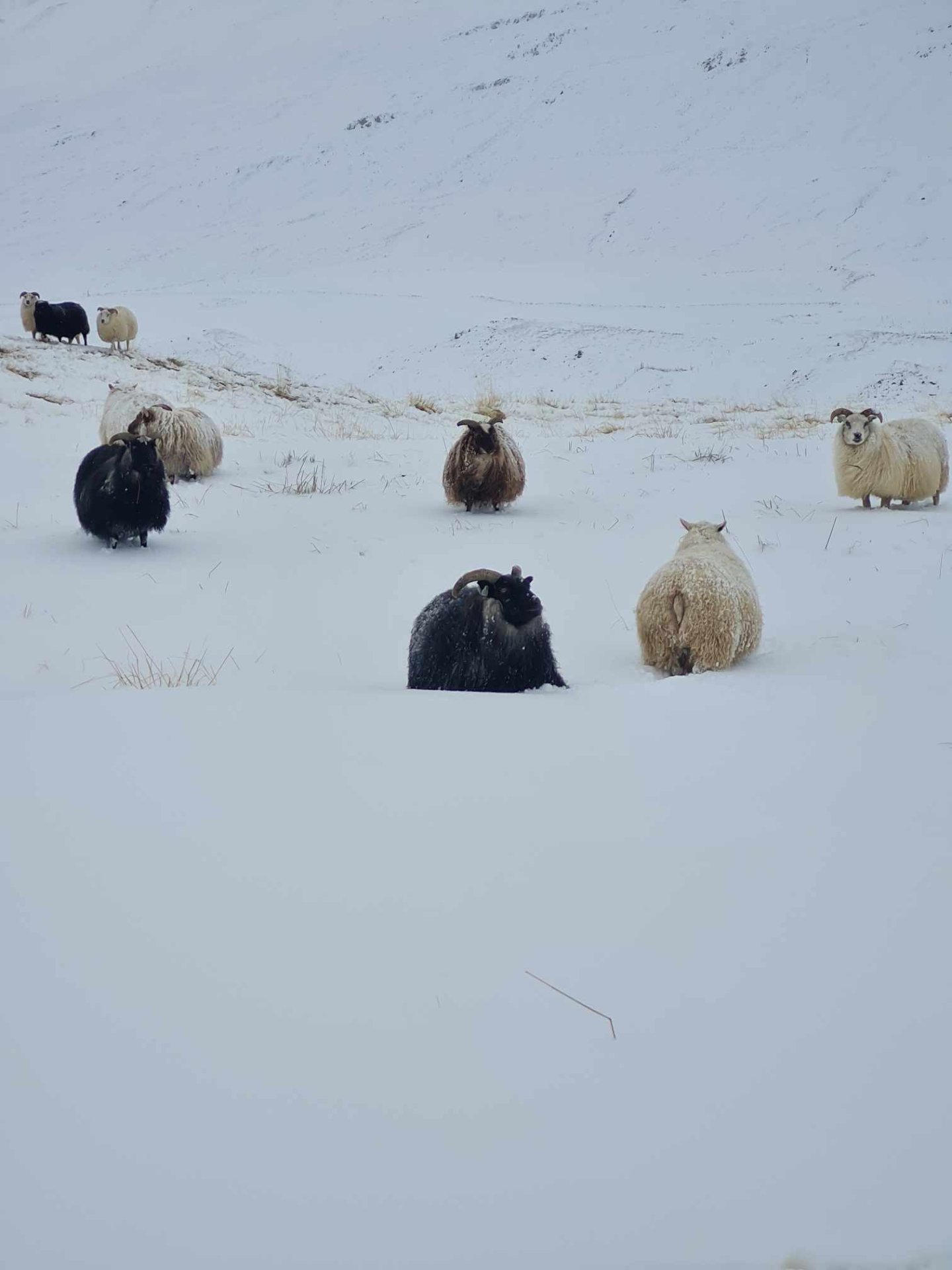 Staða landbúnaðar - bókun sveitarstjórnar