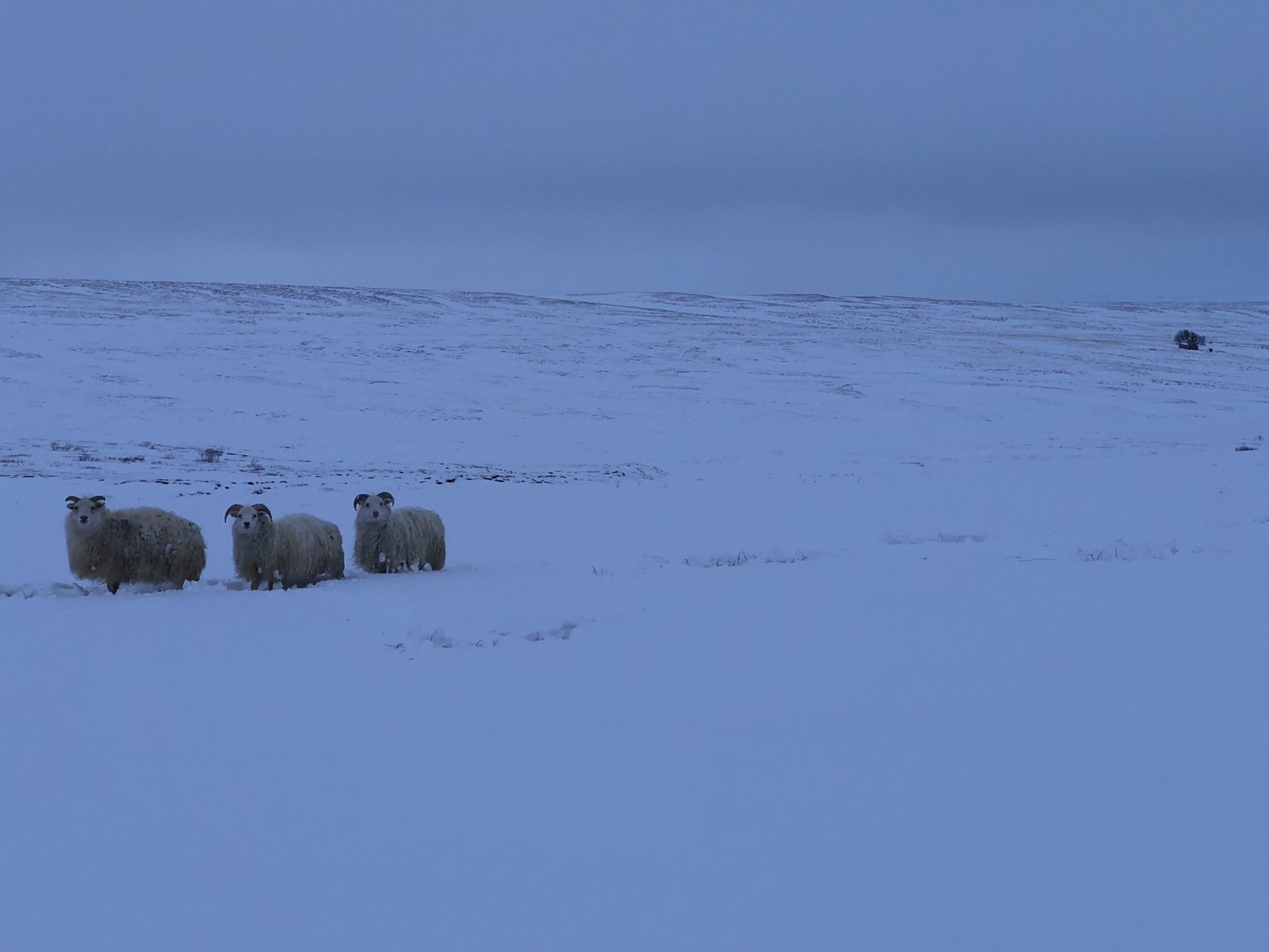 Bólusetning sauðfjár til varnar garnaveiki