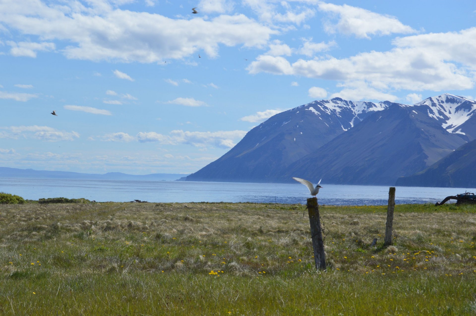 Sumarkveðja til íbúa Þingeyjarsveitar