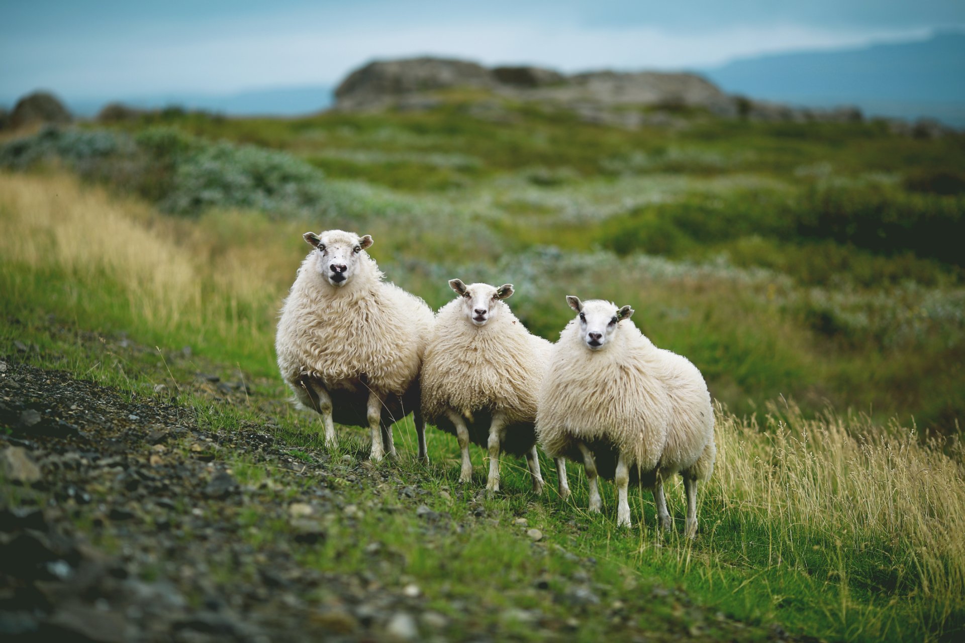 Styrkveitingar Matvælaráðuneytisins - opið fyrir umsóknir